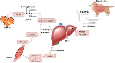 Neonatal hypoglycemia in dogs—pathophysiology, risk factors, diagnosis and treatment